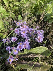 Symphyotrichum oblongifolium