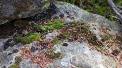 Grimmiaceae