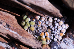 Conophytum ficiforme