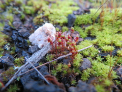 Bryum