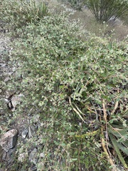 Kallstroemia parviflora