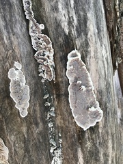 Peniophora albobadia