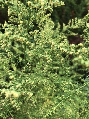 Artemisia annua