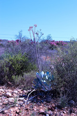 Cotyledon orbiculata
