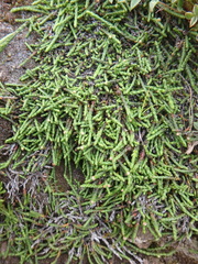 Cassiope lycopodioides