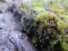 Campylopus introflexus