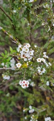 Thryptomene calycina