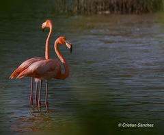 Phoenicopterus ruber