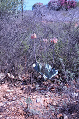 Cotyledon orbiculata