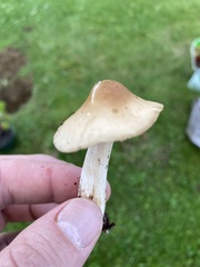 Marasmius nigrodiscus