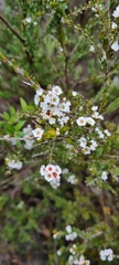 Thryptomene calycina