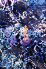 Crassula hemisphaerica