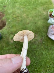 Marasmius nigrodiscus