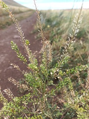 Lepidium apetalum