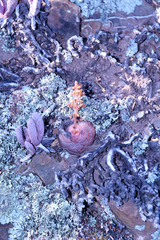 Crassula hemisphaerica