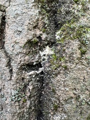 Cryptococcus fagisuga