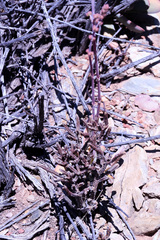 Crassula muscosa