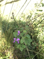Desmodium viridiflorum