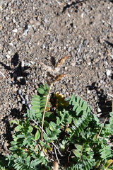 Oxytropis arctica taimyrensis