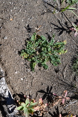 Oxytropis arctica taimyrensis