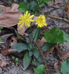 Hieracium sabaudum