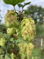 Humulus lupulus