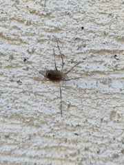 Odiellus spinosus