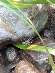 Lycosidae