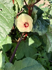 Abelmoschus esculentus