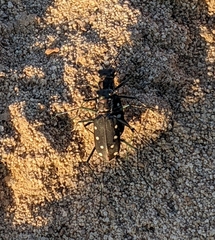 Cicindela ocellata