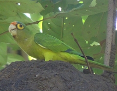Eupsittula canicularis