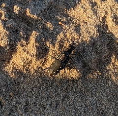 Cicindela ocellata
