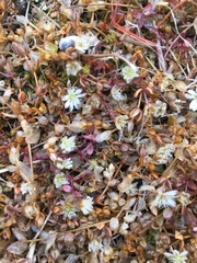 Stellaria humifusa