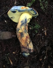 Cyanoboletus pulverulentus