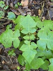Polymnia canadensis