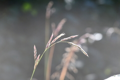 Festuca rubra