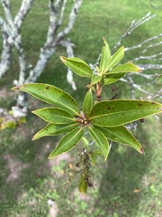 Kalmia latifolia