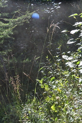Festuca rubra