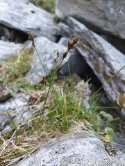 Carex atrata