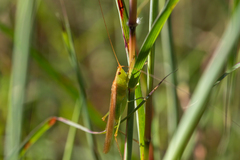 Conocephalus conocephalus