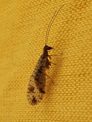 Micromus variegatus