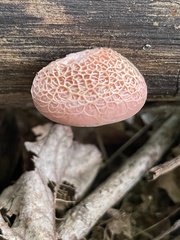 Rhodotus palmatus