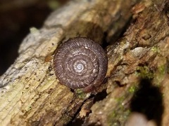 Stenotrema