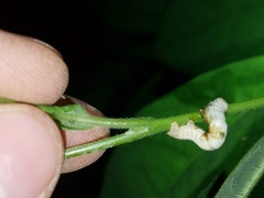 Nematocampa resistaria