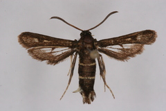 Carmenta infuscata