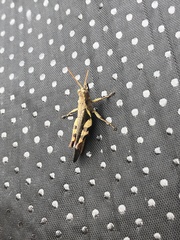 Xenocatantops humilis