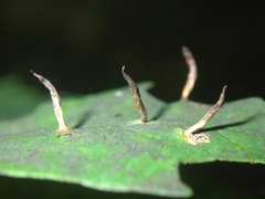 Vasates aceriscrumena