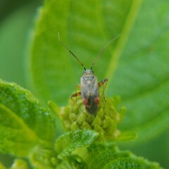 Polymerus