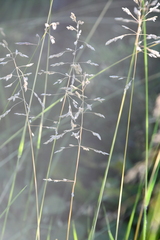 Poa pratensis