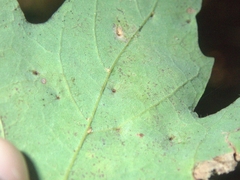 Vasates aceriscrumena